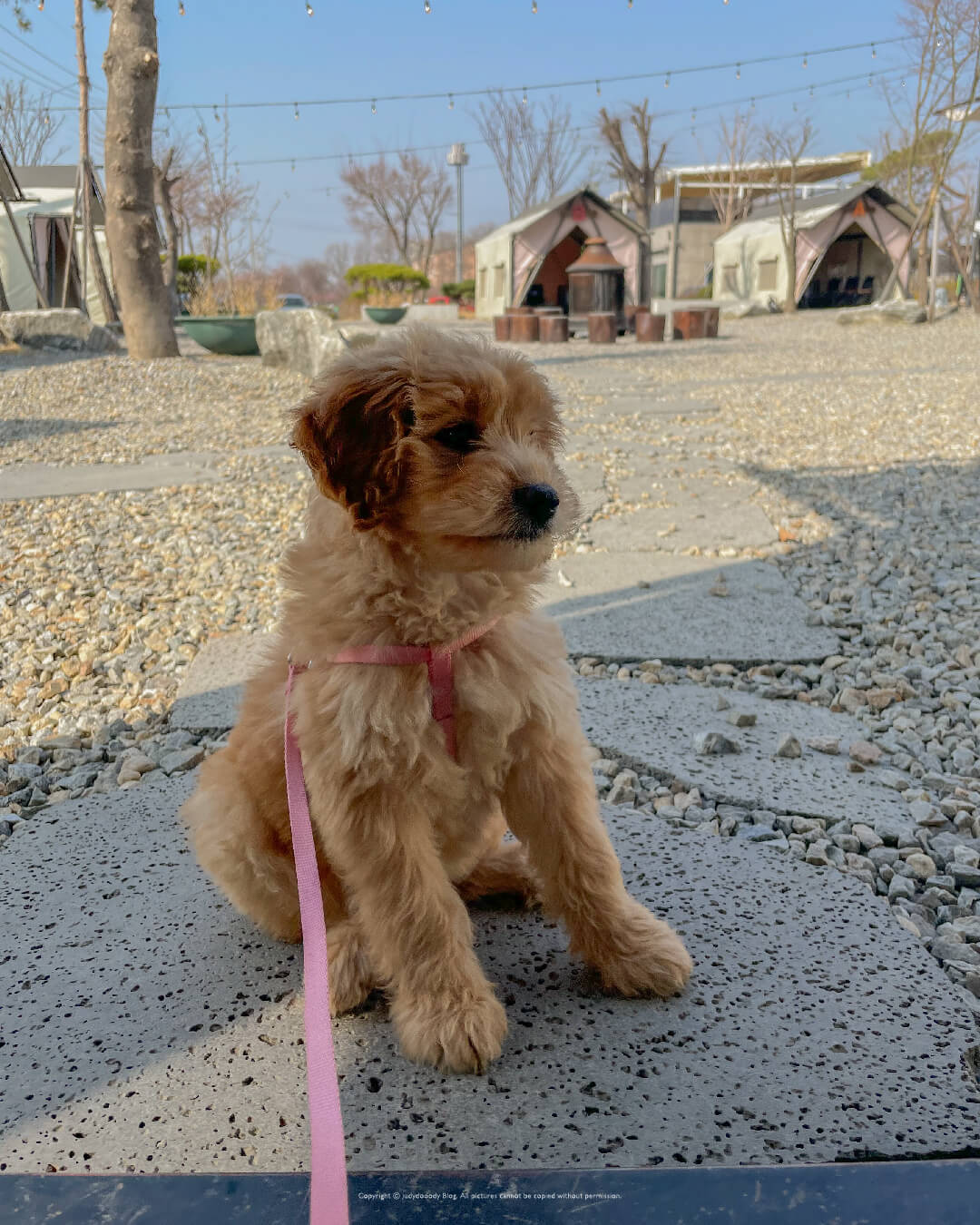 애견동반 캠핑식당 김포캠핑장 글램핑