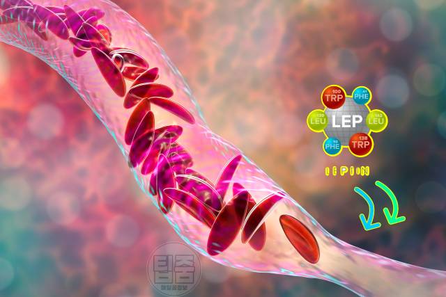 혈압 낮추는 법 다이어트 비만 고혈압 상관관계 호르몬 렙틴 인슐린