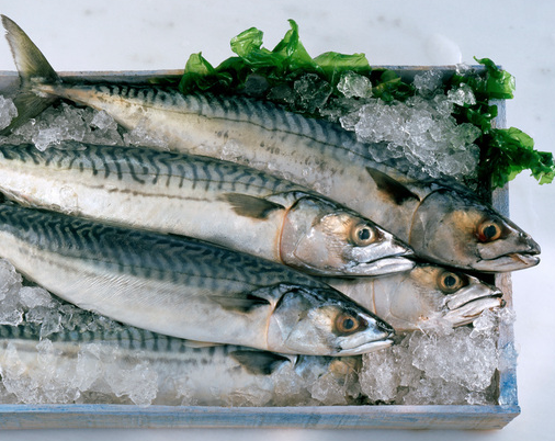 생선 보관 노하우