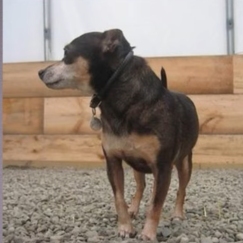 강아지 고개 돌아가 옆으로