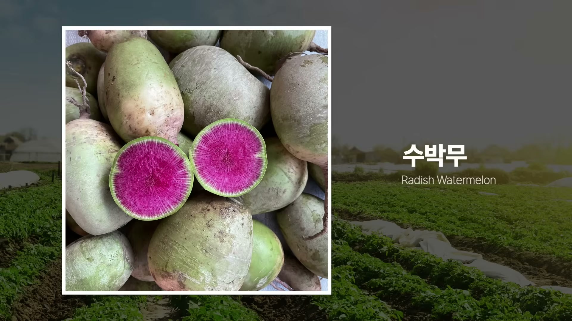 피오또 셰프 부부가 농장에서 농사를 짓는 장면 또는 선호 농장의 풍경 컷.
