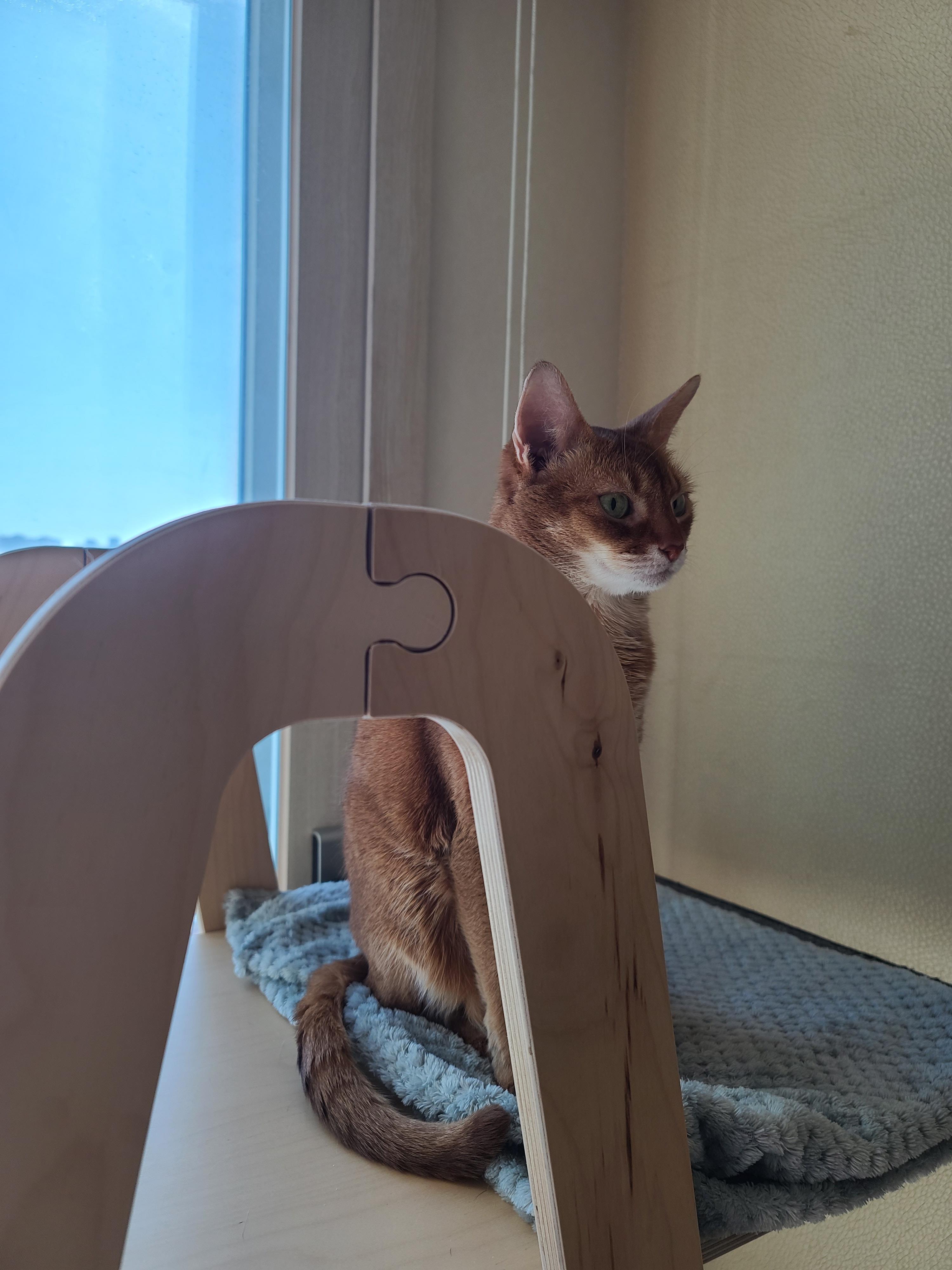 으르렁거리며 집지키는 고양이 루나 (feat.따라쟁이 건)