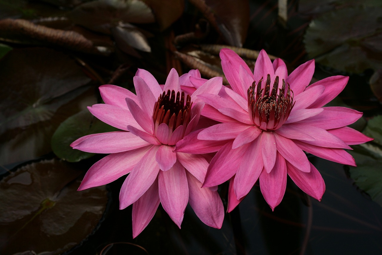 백내장 수술비용&실비보험 혜택