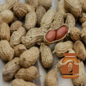 땅콩 효능 칼로리 권장섭취량_10