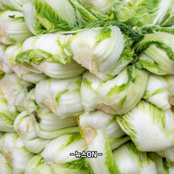 절임배추 20kg 몇포기