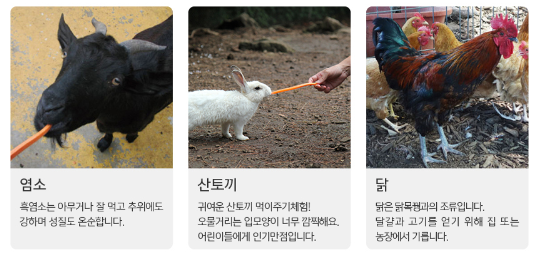 제주 휴애리 유채꽃 축제 코스 주차 맛집 일정 총정리