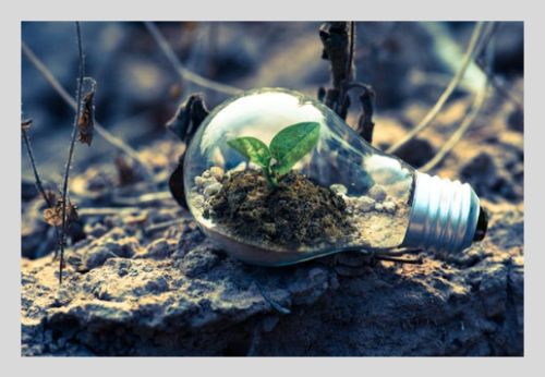 러브버그 방역법