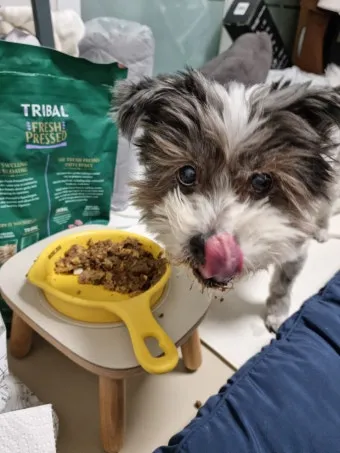 노령견 신부전2기 자연식 화식 레시피 건강식_7