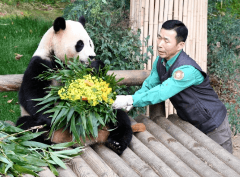 푸바오 중국행 실시간 배웅 유튜브 라이브 보는 방법 강철원 사육사 동행