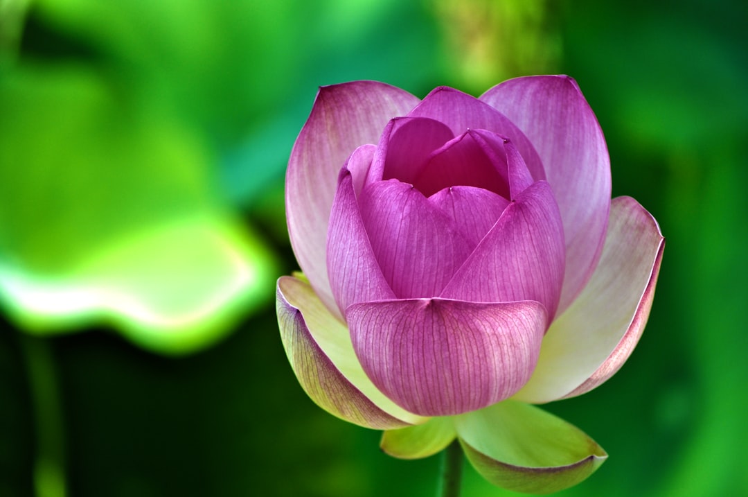 Goyang International Flower Expo