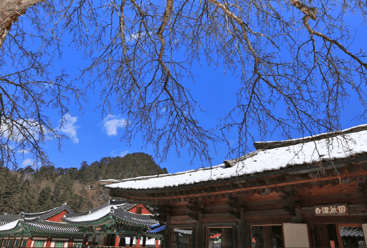 강원도 겨울 트레킹 추천 BEST 5 : 설경 걷기 좋은 길