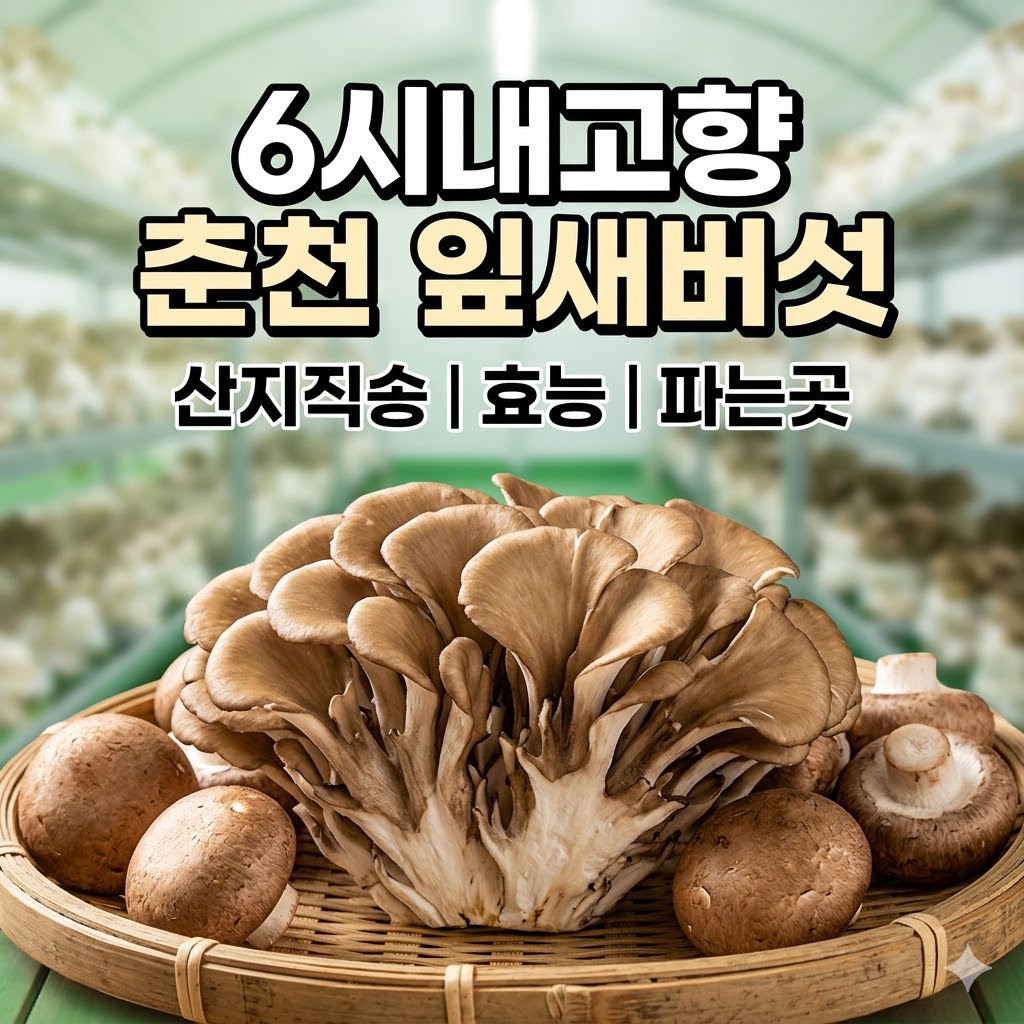 6시내고향 춘천 잎새버섯