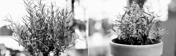 일반 모종: 1~2일에 1번