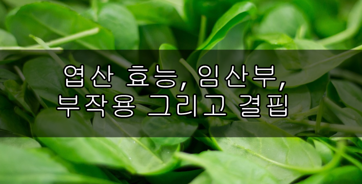 엽산 효능
