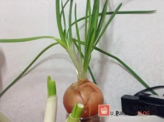 양파 재배 요령 정식 웃거름 도복 수확 건조 포인트_24