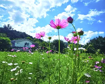 원주 용수골 가을꽃축제_13