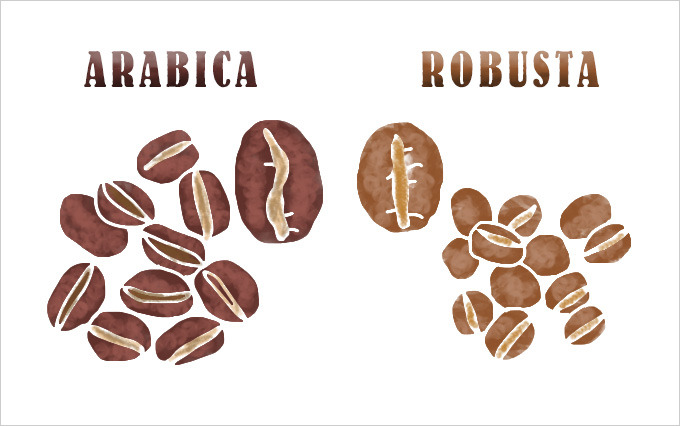 아라비카, 로부스타