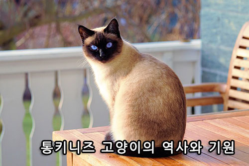 통키니즈 고양이의 역사와 기원