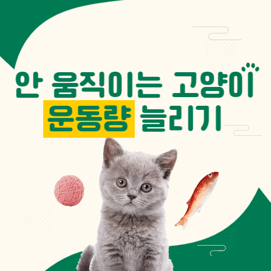 고양이활동량