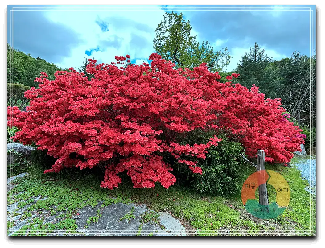 어흘_붉은 꽃-만개
