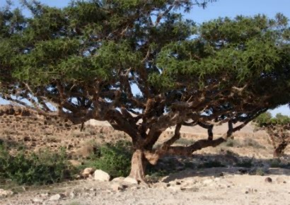 보스웰리아 효능