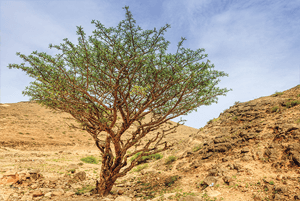 보스웰리아 효능03