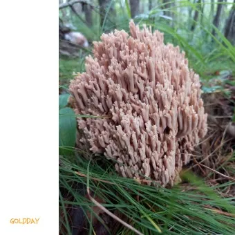 싸리버섯 채취시기종류 정보를 정리_8