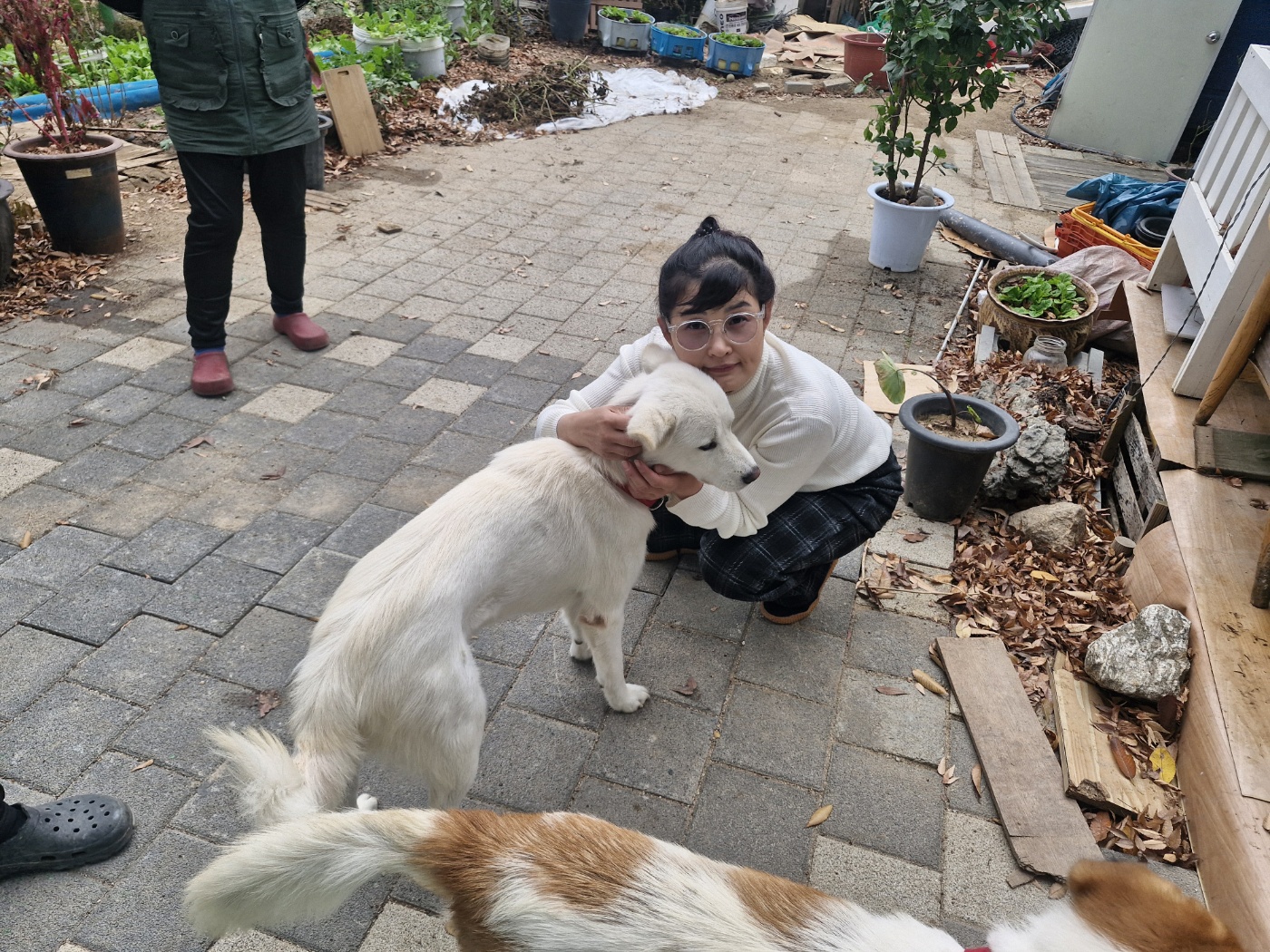 강아지 겨울철 위험 포인트