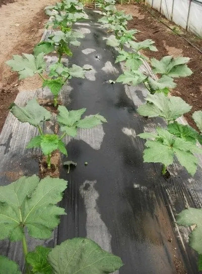 오크라 재배 파종 깊이 따뜻한 흙 물주기 요령_6