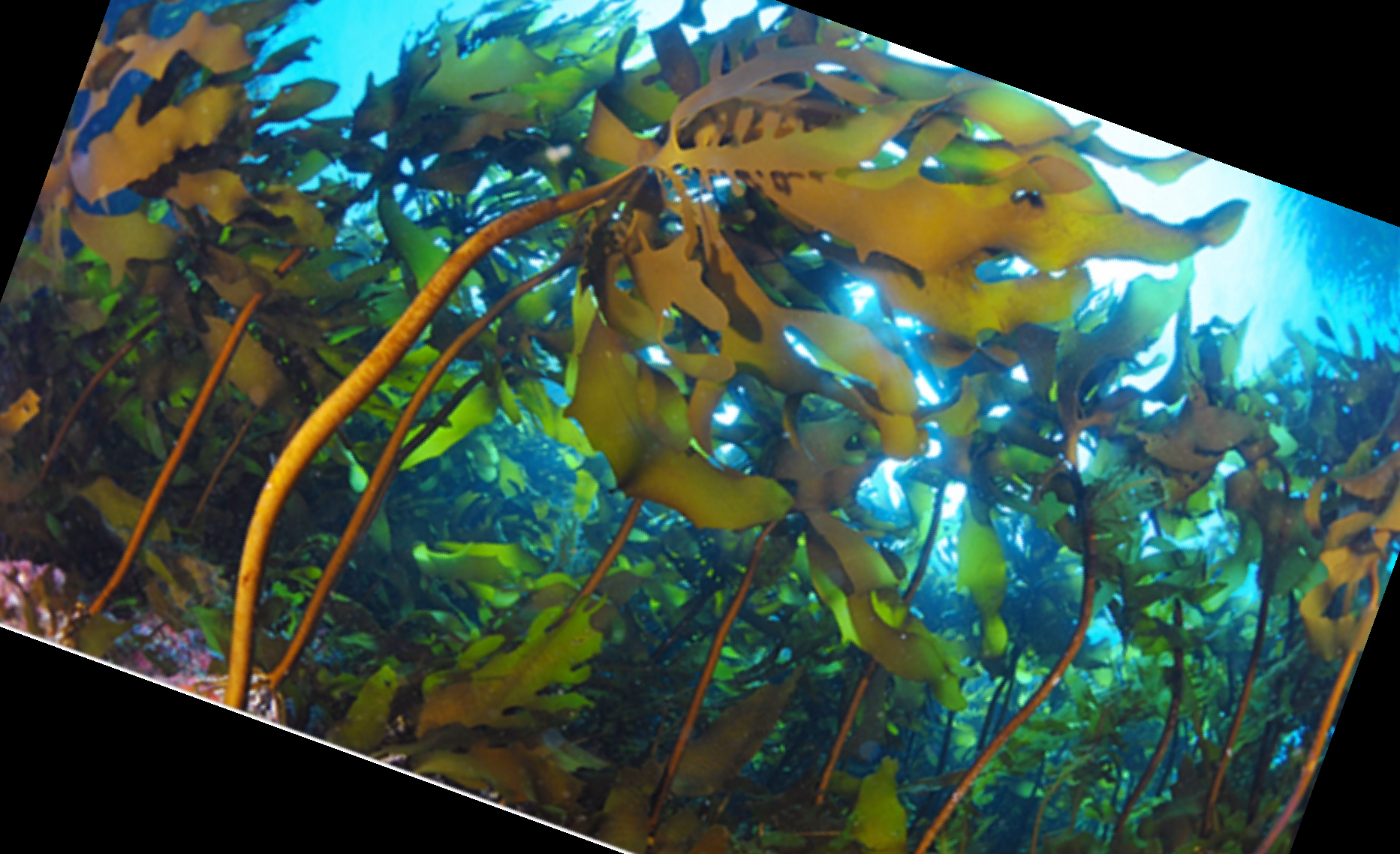 수면영양제 감태잠태 효능 부작용 주의사항
