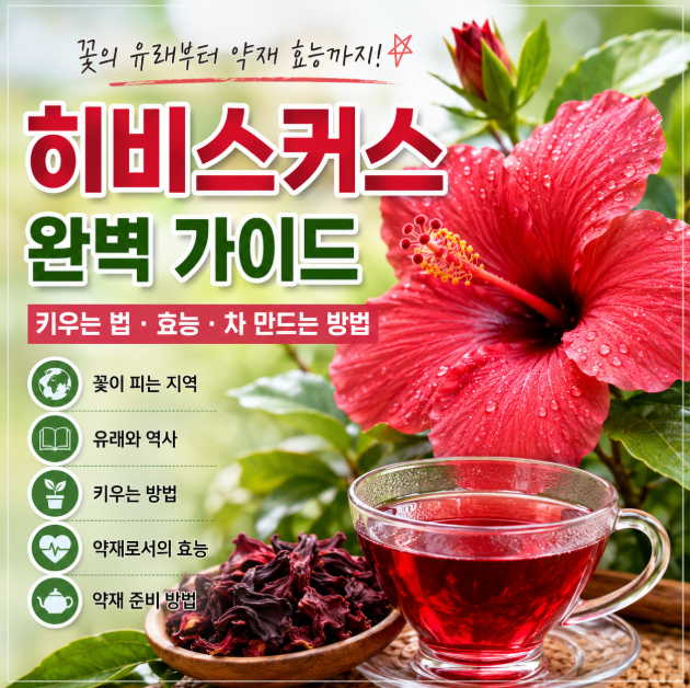 히비스커스 효능 키우는 법