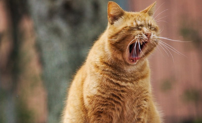 슈다페드정과 졸음