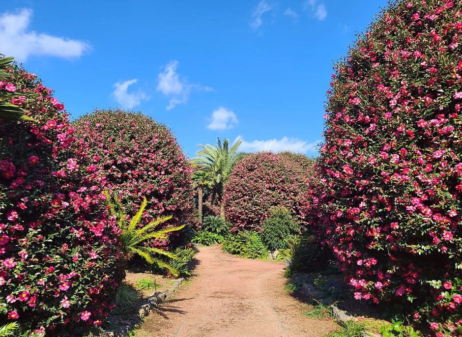 제주동백수목원