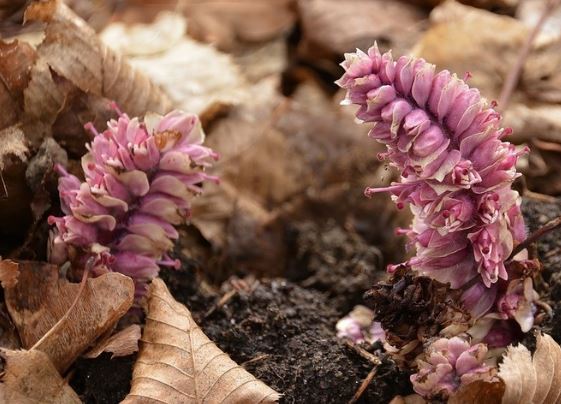 변비해결-방법-차전자피의-효능