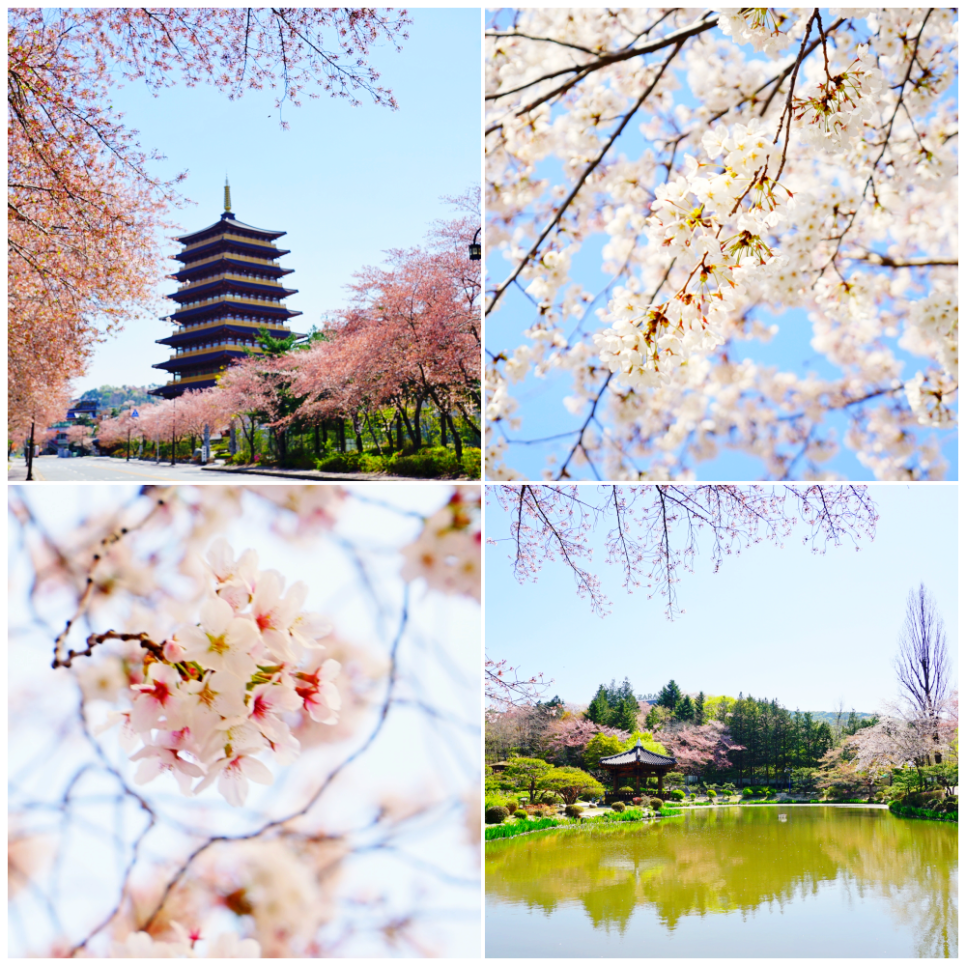 벚꽃명소