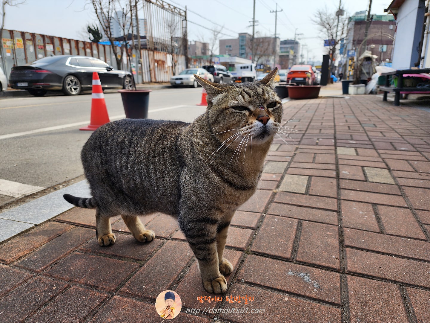 고양이