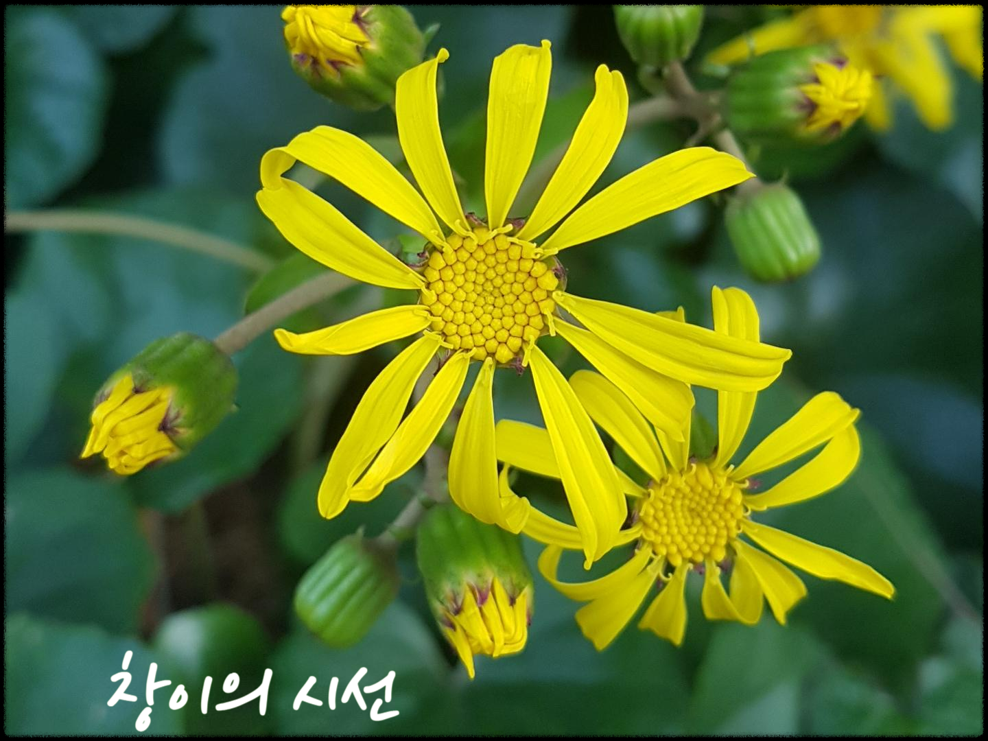 털머위 꽃 꽃말 야생화 갯머위 말곰취 가을꽃 국화과 염생식물