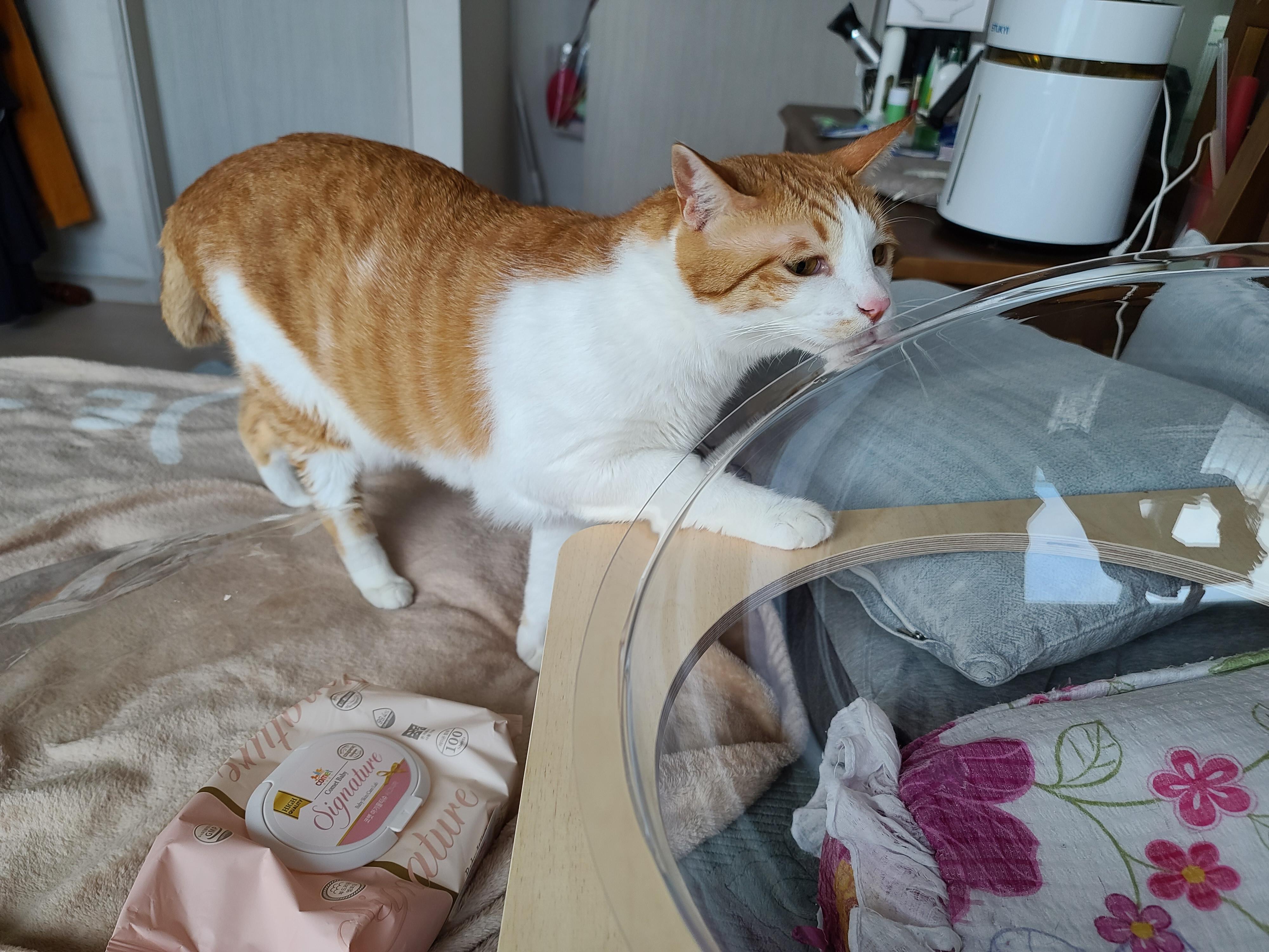 냥냥이들의 캣워크, 캣볼을 달았다. (내돈내산,스압주의)