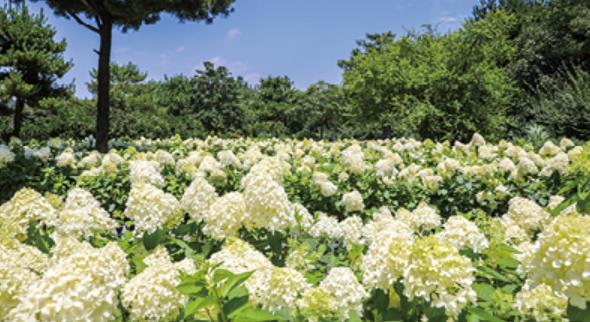 휴애리 수국축제