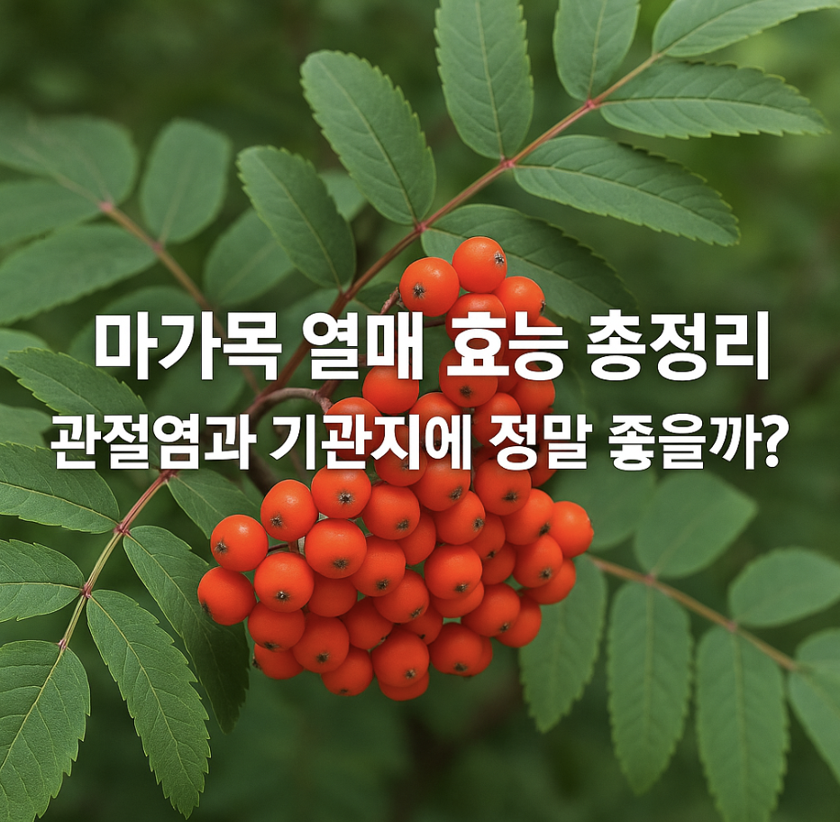 마가목 열매 효능 총정리, 관절염과 기관지에 정말 좋을까?