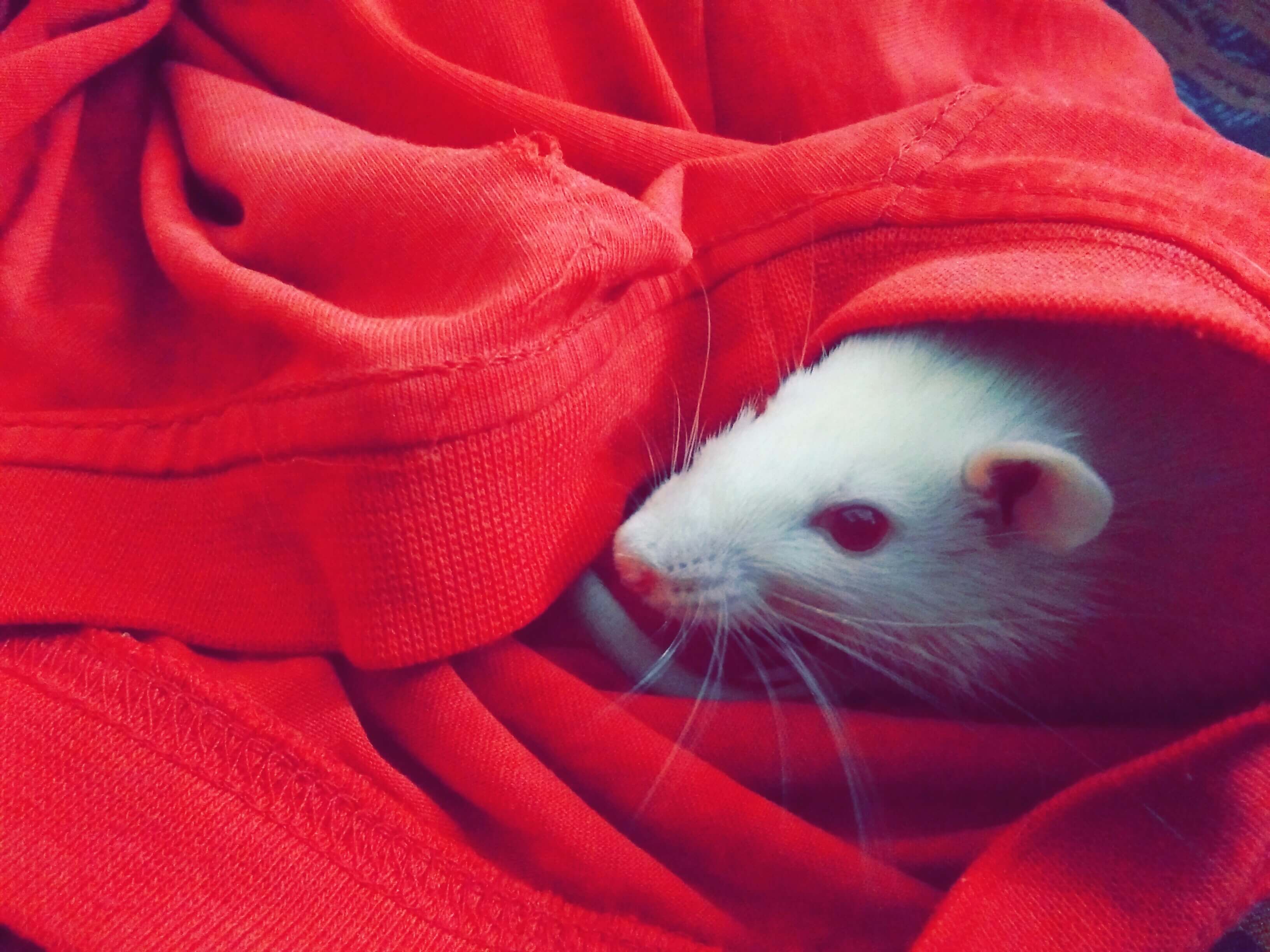 쥐