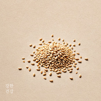 참깨 파종시기