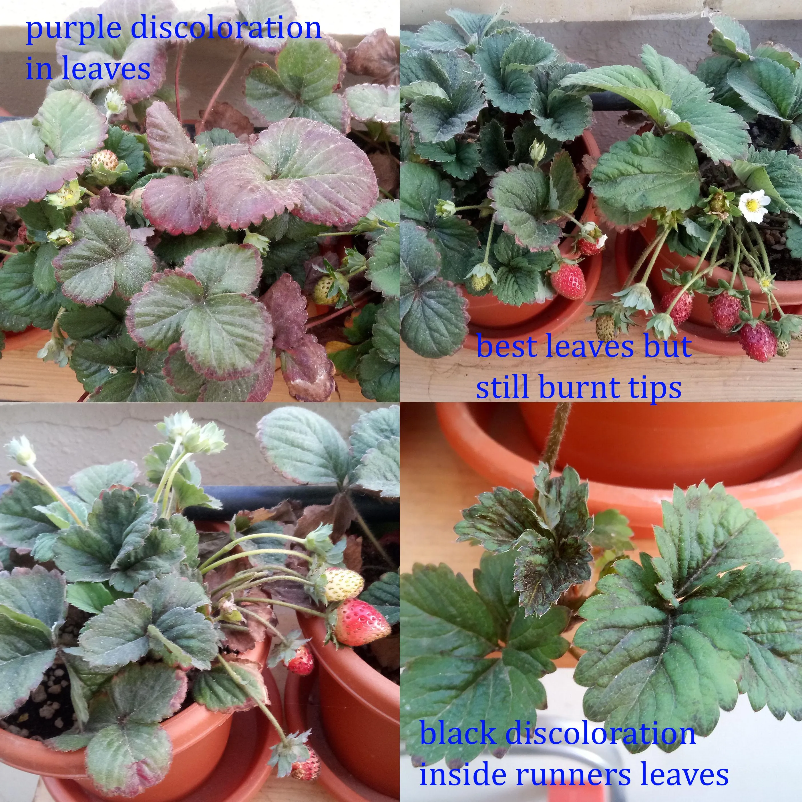 화분 잎타는 현상 예방 차광커튼 시간대조절 직사광관리 요령_6