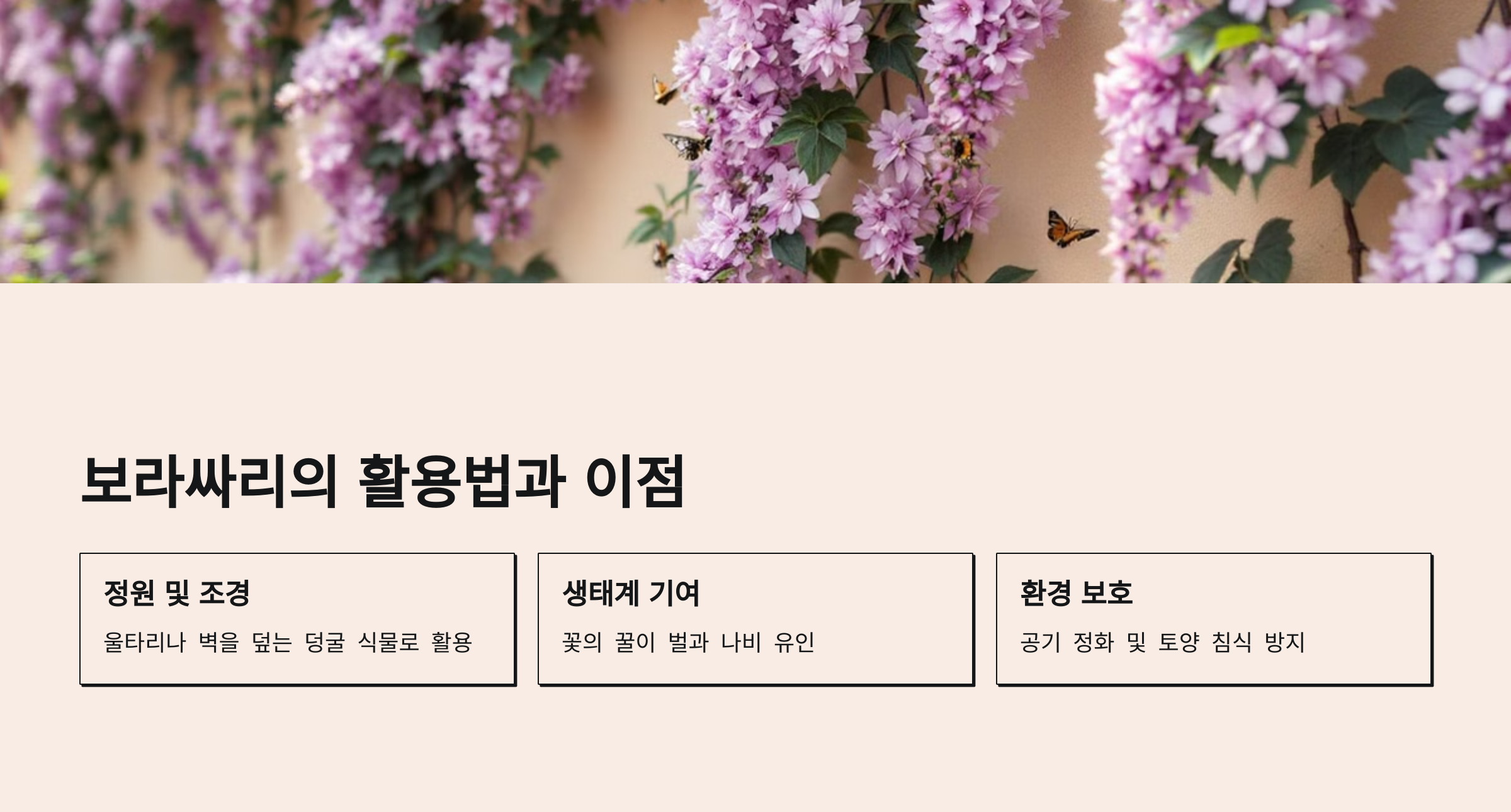 보라싸리 사진