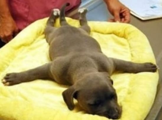 강아지들이 바닥에 대자로 쭉 뻗은 이유 Dogs lying with their legs stretched out on the floor...Why?