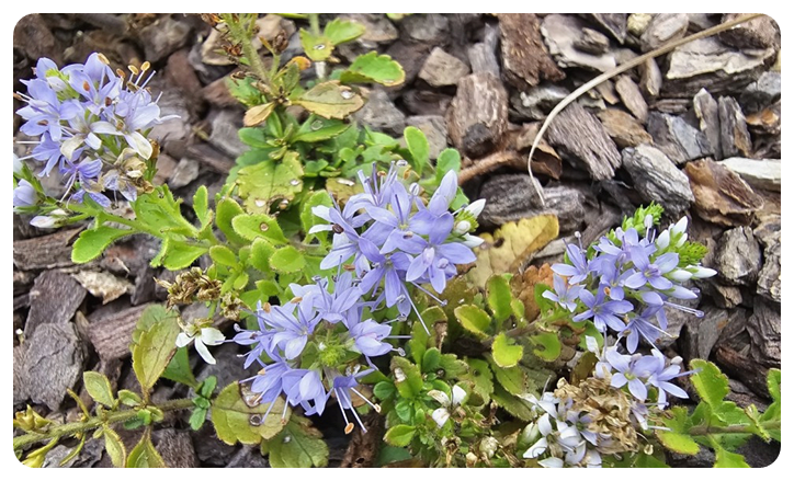 세미원&#44; 수련 외 꽃