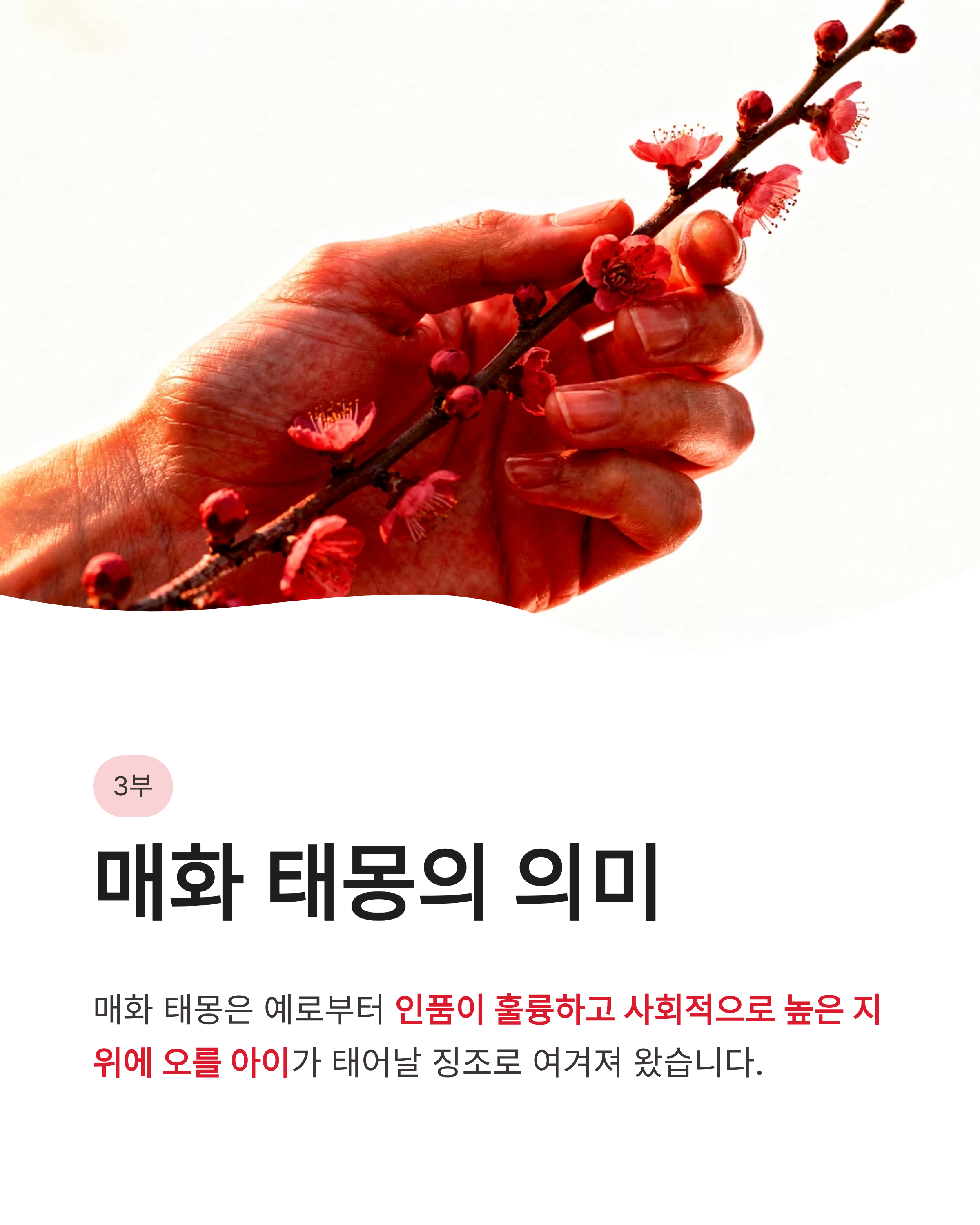🌸 매화 꿈 해몽 , 하얀 매화꿈, 색깔별 매화꿈, 매화 태몽꿈 완벽정리