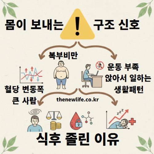 식후 졸린 이유 – 혈당 변동폭 큼, 복부비만, 운동 부족 등에서 나타나는 몸의 구조 신호를 설명하는 이미지