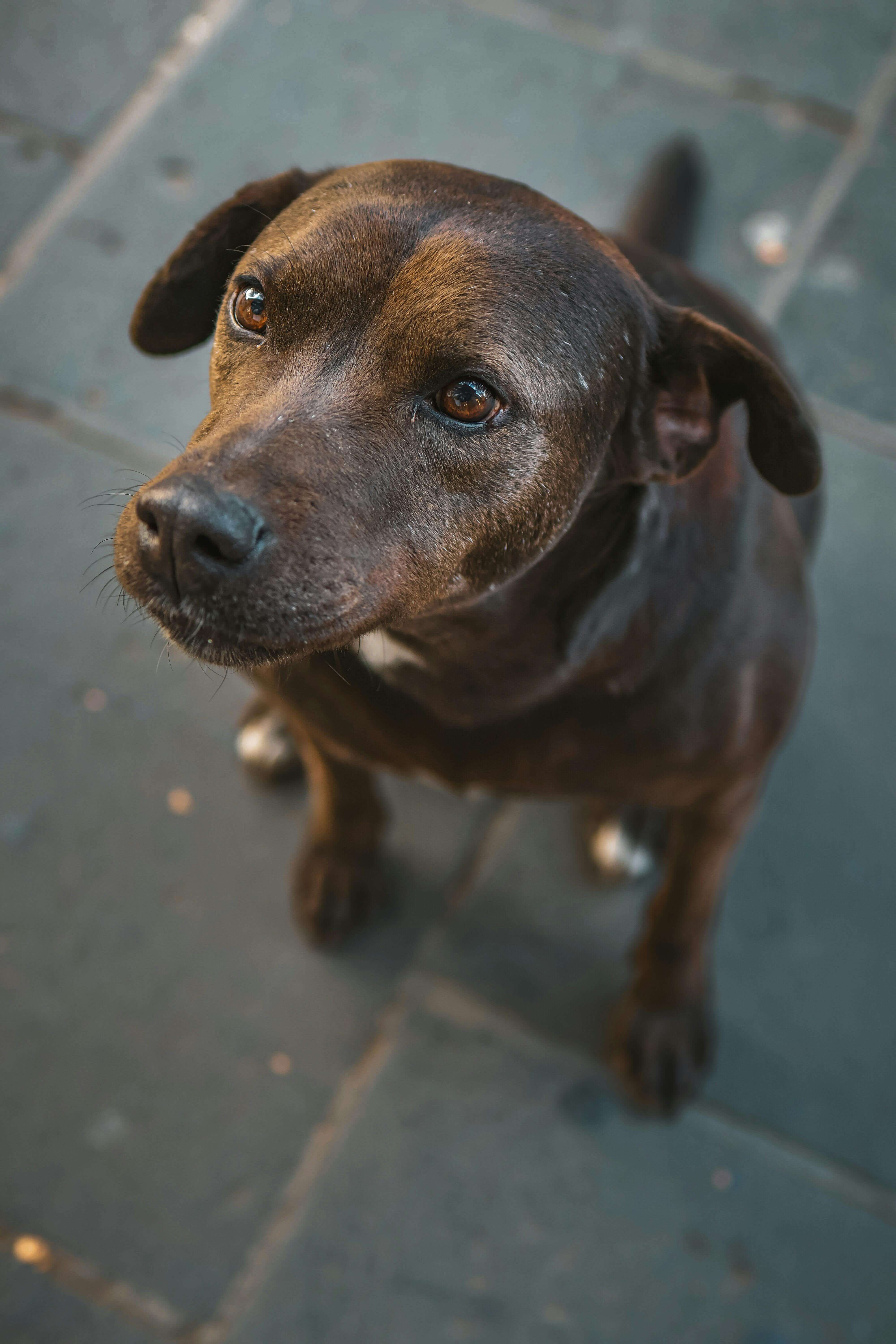 겨울철 강아지 제철과일 및 채소 주면 안되는 과일 주의사항