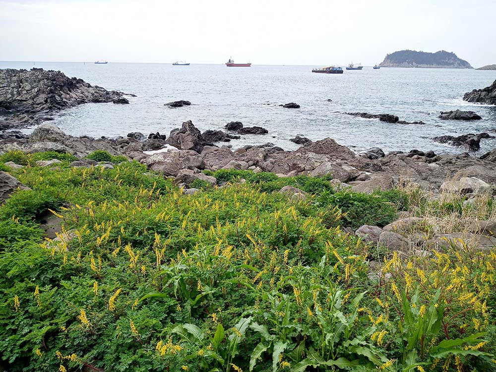 올레6코스, 쇠소깍에서 제주올레 여행자센터까지